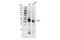 Leukocyte-associated immunoglobulin-like receptor 1 antibody, 87923S, Cell Signaling Technology, Western Blot image 