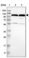 AT-Rich Interaction Domain 5B antibody, PA5-53270, Invitrogen Antibodies, Western Blot image 