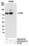 Calmegin antibody, A305-633A-M, Bethyl Labs, Immunoprecipitation image 