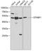 Dystrobrevin Binding Protein 1 antibody, 16-550, ProSci, Western Blot image 