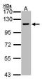 Neuropilin 2 antibody, GTX102397, GeneTex, Western Blot image 