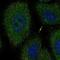 Netrin G2 antibody, NBP2-68828, Novus Biologicals, Immunocytochemistry image 