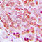 Forkhead Box D3 antibody, LS-C356037, Lifespan Biosciences, Immunohistochemistry frozen image 