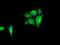 Isocitrate Dehydrogenase (NAD(+)) 3 Alpha antibody, TA500736, Origene, Immunofluorescence image 