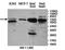 Methyl-CpG-binding domain protein 4 antibody, orb78182, Biorbyt, Western Blot image 