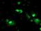 Leukocyte Receptor Cluster Member 1 antibody, NBP2-00915, Novus Biologicals, Immunofluorescence image 