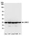 LSM12 Homolog antibody, A304-633A, Bethyl Labs, Western Blot image 