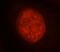H12 antibody, FNab03883, FineTest, Immunofluorescence image 