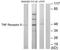 TNF Receptor Superfamily Member 1B antibody, TA311834, Origene, Western Blot image 