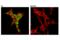 Methylcytosine dioxygenase TET2 antibody, 36449S, Cell Signaling Technology, Immunocytochemistry image 