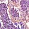 Inducible T Cell Costimulator Ligand antibody, orb13270, Biorbyt, Immunohistochemistry paraffin image 