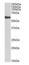 Fibroblast Growth Factor Receptor Substrate 2 antibody, orb198489, Biorbyt, Western Blot image 
