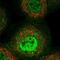 A-LAP antibody, NBP2-59005, Novus Biologicals, Immunofluorescence image 
