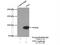 Von Willebrand Factor antibody, 11778-1-AP, Proteintech Group, Immunoprecipitation image 