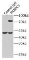 PAB1 antibody, FNab06096, FineTest, Immunoprecipitation image 