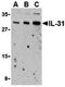Interleukin 31 antibody, orb74696, Biorbyt, Western Blot image 