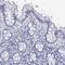 F-Box And Leucine Rich Repeat Protein 16 antibody, HPA039504, Atlas Antibodies, Immunohistochemistry frozen image 