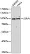 Structure Specific Recognition Protein 1 antibody, 15-117, ProSci, Western Blot image 