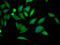 Choline-phosphate cytidylyltransferase A antibody, CSB-RA213218A0HU, Cusabio, Immunofluorescence image 