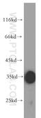 Follistatin antibody, 10474-1-AP, Proteintech Group, Western Blot image 
