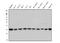 E3 ubiquitin-protein ligase CHIP antibody, M01236, Boster Biological Technology, Western Blot image 