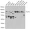 RUN And FYVE Domain Containing 2 antibody, 23-329, ProSci, Western Blot image 