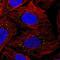 LSM Family Member 14B antibody, NBP2-56828, Novus Biologicals, Immunofluorescence image 