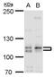 Cullin-4B antibody, PA5-78252, Invitrogen Antibodies, Western Blot image 