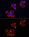 Toll Like Receptor 4 antibody, GTX64330, GeneTex, Immunofluorescence image 