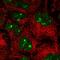 Importin 11 antibody, HPA067097, Atlas Antibodies, Immunofluorescence image 