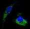proBDNF antibody, M00035-1, Boster Biological Technology, Immunofluorescence image 