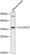 Solute Carrier Family 25 Member 27 antibody, 15-224, ProSci, Western Blot image 