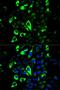 Granzyme B antibody, orb167192, Biorbyt, Immunofluorescence image 