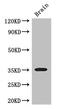 Secreted Frizzled Related Protein 1 antibody, CSB-PA021138LA01HU, Cusabio, Western Blot image 
