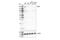 Glutamyl-Prolyl-TRNA Synthetase antibody, 45956S, Cell Signaling Technology, Western Blot image 