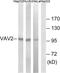 Vav Guanine Nucleotide Exchange Factor 2 antibody, LS-C118034, Lifespan Biosciences, Western Blot image 