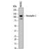 Neuropilin 2 antibody, PA5-47274, Invitrogen Antibodies, Western Blot image 