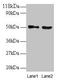 VOPP1 WW Domain Binding Protein antibody, LS-B11380, Lifespan Biosciences, Western Blot image 