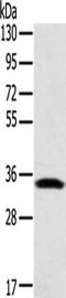 Syntaxin 11 antibody, CSB-PA022994, Cusabio, Western Blot image 