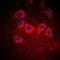 Keratin 10 antibody, orb214167, Biorbyt, Immunofluorescence image 