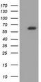 Guanylate Binding Protein 5 antibody, TA502242, Origene, Western Blot image 