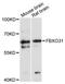F-Box Protein 31 antibody, STJ114754, St John