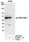 Protein Phosphatase Methylesterase 1 antibody, A304-762A, Bethyl Labs, Immunoprecipitation image 