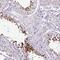 Dickkopf Like Acrosomal Protein 1 antibody, NBP2-48868, Novus Biologicals, Immunohistochemistry frozen image 