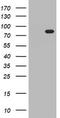 HBS1-like protein antibody, TA800631S, Origene, Western Blot image 