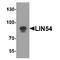 Lin-54 DREAM MuvB Core Complex Component antibody, TA349086, Origene, Western Blot image 