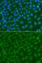 SSX Family Member 5 antibody, orb373723, Biorbyt, Immunofluorescence image 