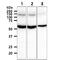 Thioredoxin Reductase 1 antibody, GTX57697, GeneTex, Western Blot image 