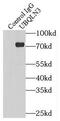 Ubiquilin 3 antibody, FNab09206, FineTest, Immunoprecipitation image 