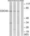 Cell Division Cycle 40 antibody, TA315470, Origene, Western Blot image 